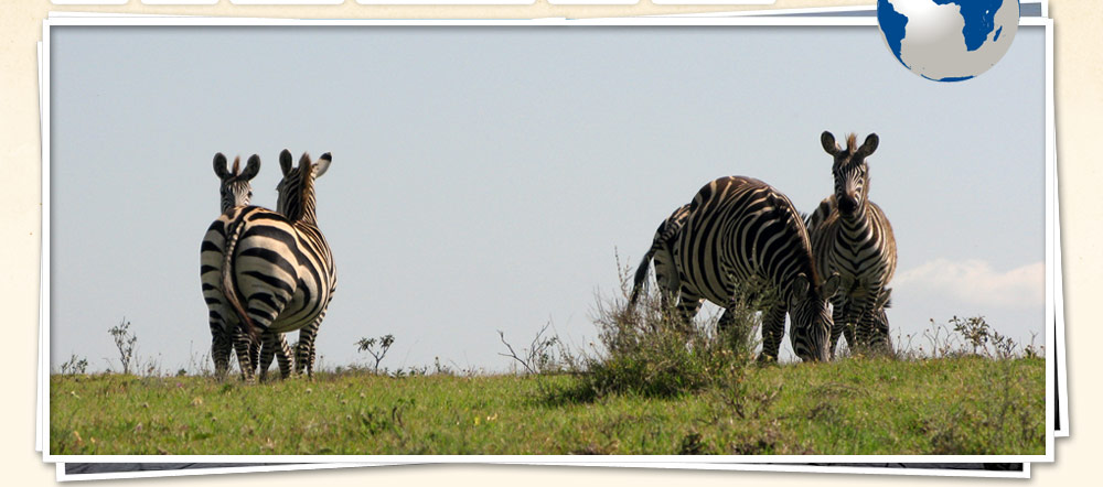 Safari tour