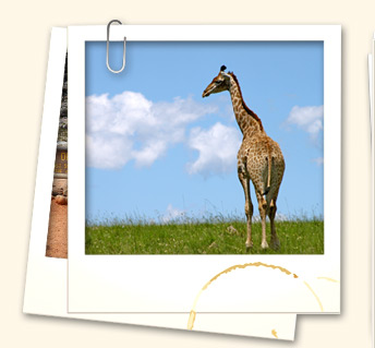 Safari tour