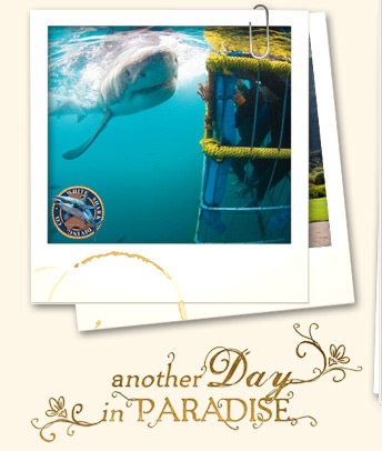 Great white shark cage diving
