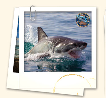 Great white shark cage diving