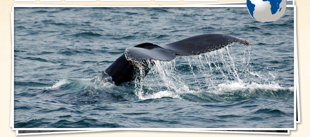 Whale Watching