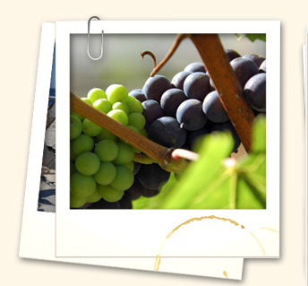 Cape Winelands