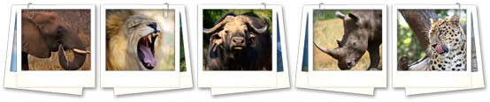 Safari tours