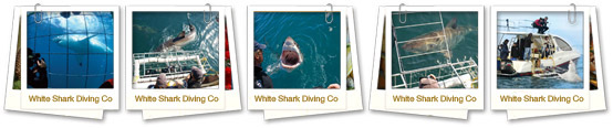 shark tours
