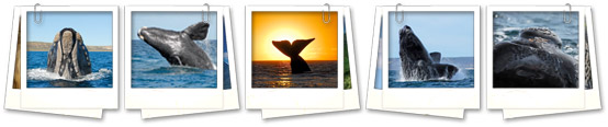 whale watching cape town